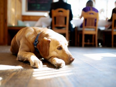 Urlaub mit Hund im Chiemgau