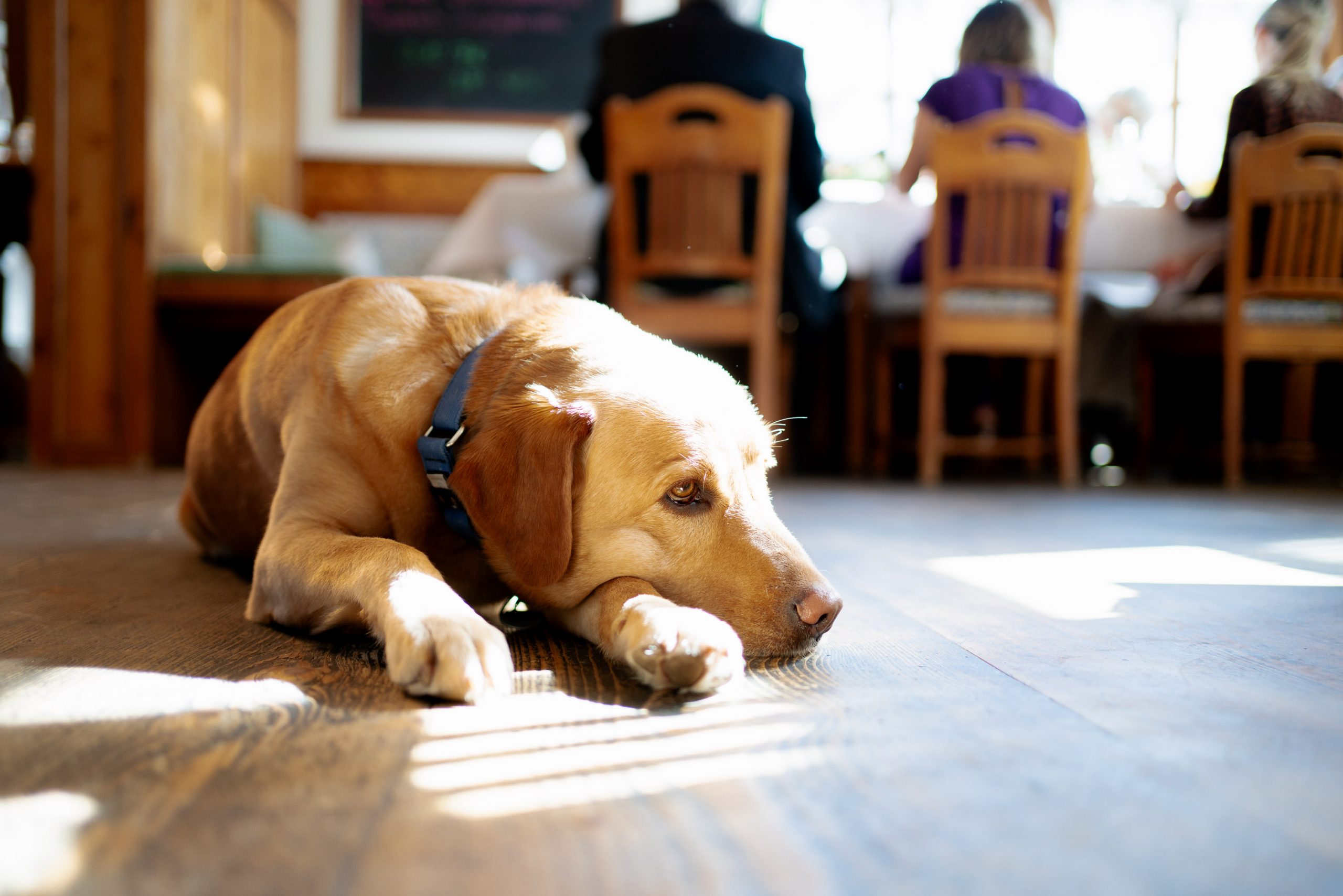 Urlaub mit Hund im Chiemgau